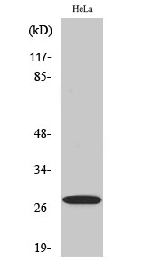 Rabbit Polyclonal Antibody to 14-3-3 ζ