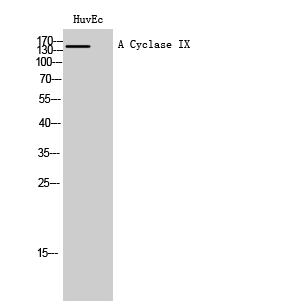 Rabbit Polyclonal Antibody to A Cyclase IX