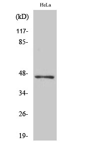 Rabbit Polyclonal Antibody to ACOT4