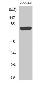Rabbit Polyclonal Antibody to ACSL6