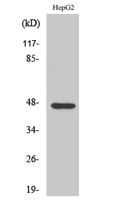 Rabbit Polyclonal Antibody to AKAP 79