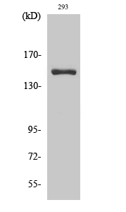 Rabbit Polyclonal Antibody to ANKRD30A