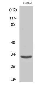Rabbit Polyclonal Antibody to ANT3