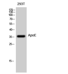 Rabbit Polyclonal Antibody to ApoE
