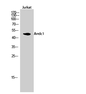 Rabbit Polyclonal Antibody to Arrdc1