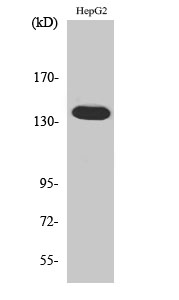 Rabbit Polyclonal Antibody to Ataxin-2