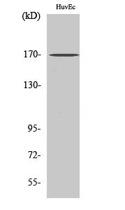 Rabbit Polyclonal Antibody to BAF170