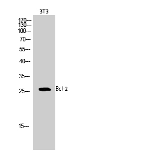 Rabbit Polyclonal Antibody to Bcl-2