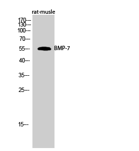 Rabbit Polyclonal Antibody to BMP-7