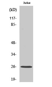 Rabbit Polyclonal Antibody to C1q-B