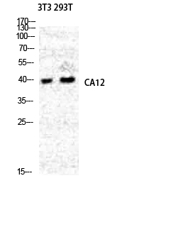 Rabbit Polyclonal Antibody to CA XII