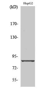 Rabbit Polyclonal Antibody to Cadherin-19