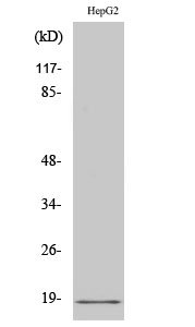 Rabbit Polyclonal Antibody to Calmodulin