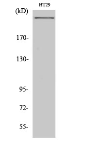 Rabbit Polyclonal Antibody to CBP
