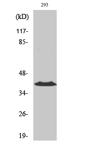 Rabbit Polyclonal Antibody to CCRL1