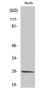 Rabbit Polyclonal Antibody to CD137L