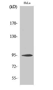 Rabbit Polyclonal Antibody to CD284