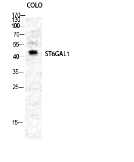 Rabbit Polyclonal Antibody to CD75