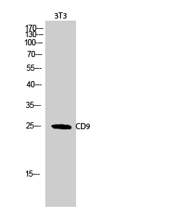 Rabbit Polyclonal Antibody to CD9
