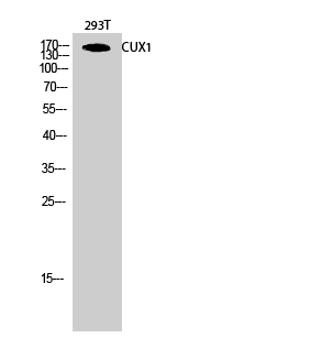 Rabbit Polyclonal Antibody to CUX1