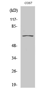 Rabbit Polyclonal Antibody to CEP70