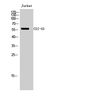 Rabbit Polyclonal Antibody to CGI-43
