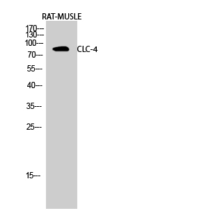 Rabbit Polyclonal Antibody to CLC-4