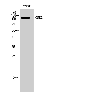 Rabbit Polyclonal Antibody to CNK2