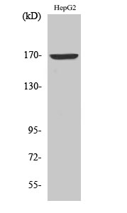 Rabbit Polyclonal Antibody to COL4A6