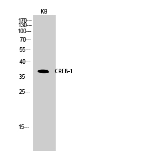 Rabbit Polyclonal Antibody to CREB-1