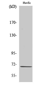 Rabbit Polyclonal Antibody to CTPS