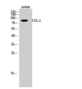 Rabbit Polyclonal Antibody to CUL-2