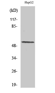 Rabbit Polyclonal Antibody to Cyclin L1