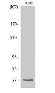 Rabbit Polyclonal Antibody to CYP2S1