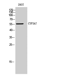Rabbit Polyclonal Antibody to CYP3A7