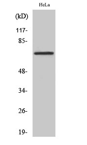 Rabbit Polyclonal Antibody to DDX55