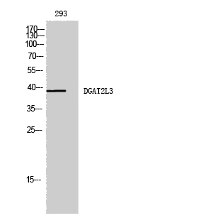 Rabbit Polyclonal Antibody to DGAT2L3