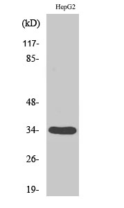 Rabbit Polyclonal Antibody to DHRS4