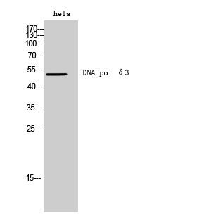 Rabbit Polyclonal Antibody to DNA pol δ3