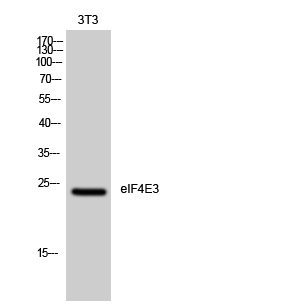 Rabbit Polyclonal Antibody to eIF4E3