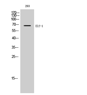 Rabbit Polyclonal Antibody to Elf-1