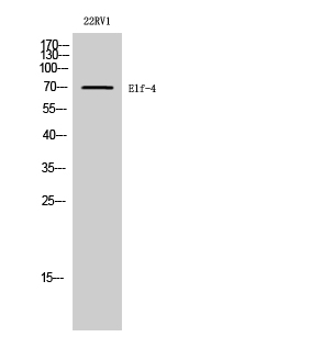 Rabbit Polyclonal Antibody to Elf-4