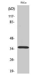 Rabbit Polyclonal Antibody to ELOVL4