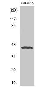 Rabbit Polyclonal Antibody to Emp