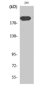 Rabbit Polyclonal Antibody to Endo180