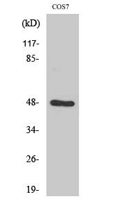 Rabbit Polyclonal Antibody to Endophilin B2