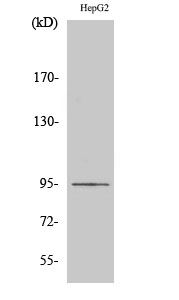 Rabbit Polyclonal Antibody to Ephrin-A4