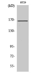 Rabbit Polyclonal Antibody to FANCD2