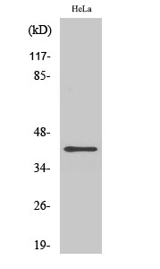 Rabbit Polyclonal Antibody to FEN-1