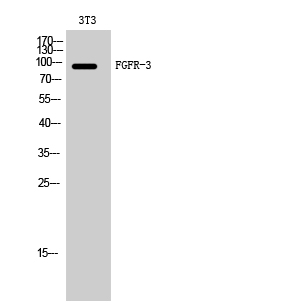 Rabbit Polyclonal Antibody to FGFR-3